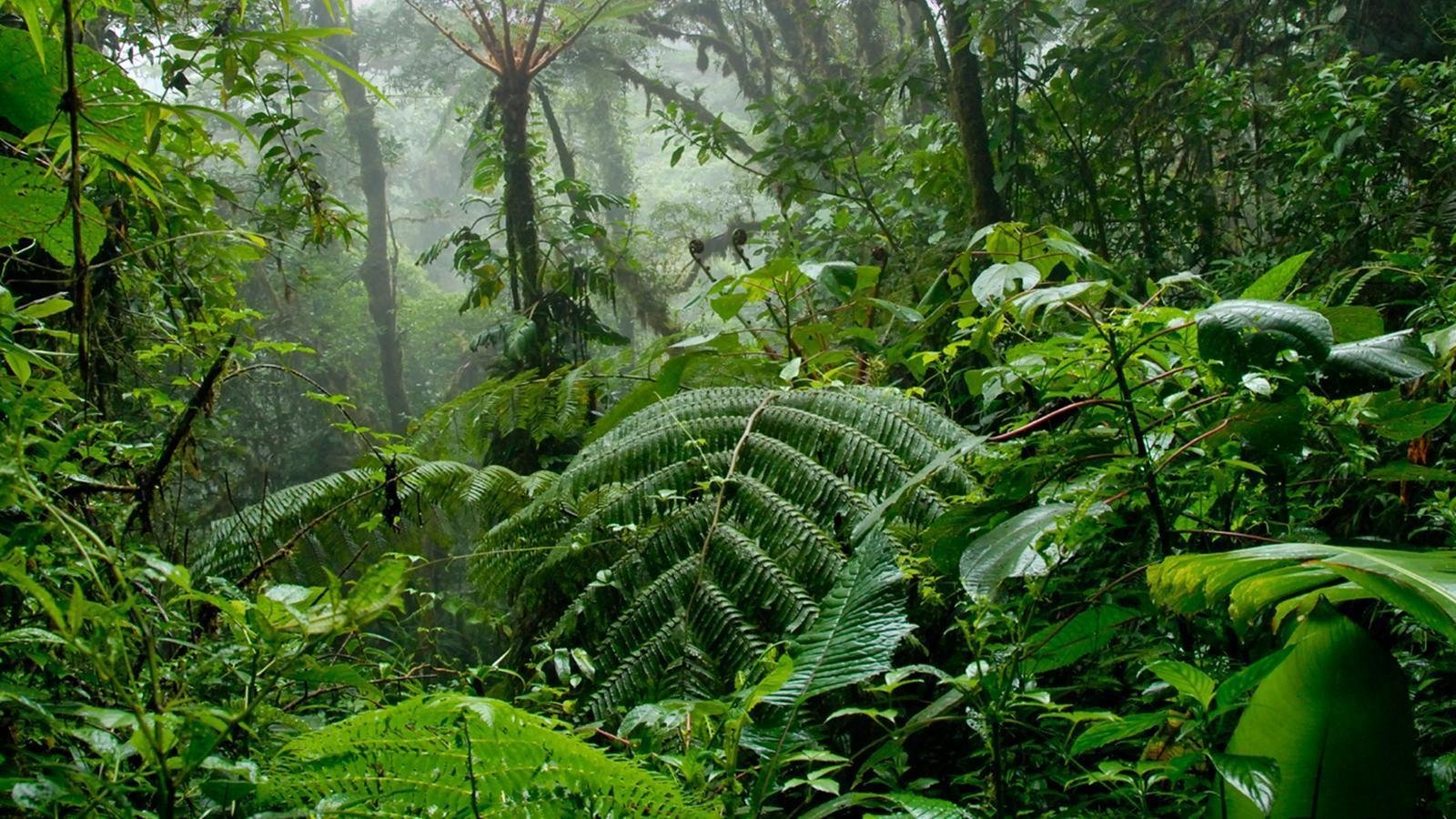 Влажные экваториальные леса климатические условия. Переменно-влажные тропические леса Африки. Тропические леса Борнео. Вечнозеленые экваториальные леса Африки.