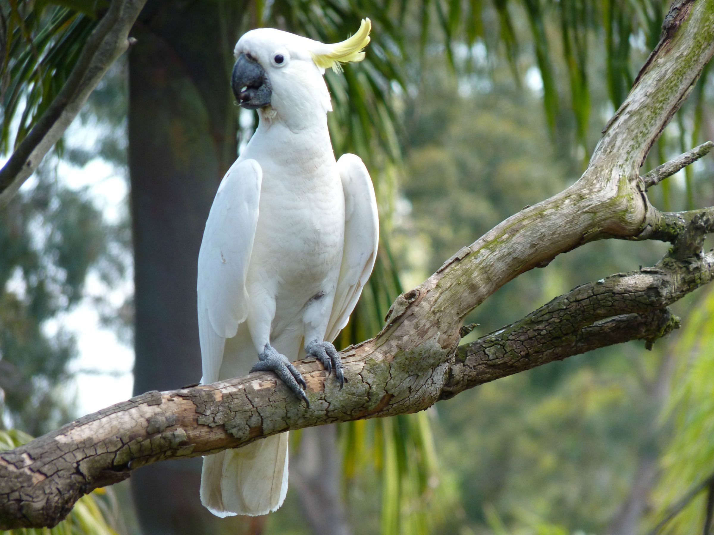 Большой какаду. Попугай Какаду. Желтохохлый Какаду. Какаду в Австралии. Какаду птицы Австралии.