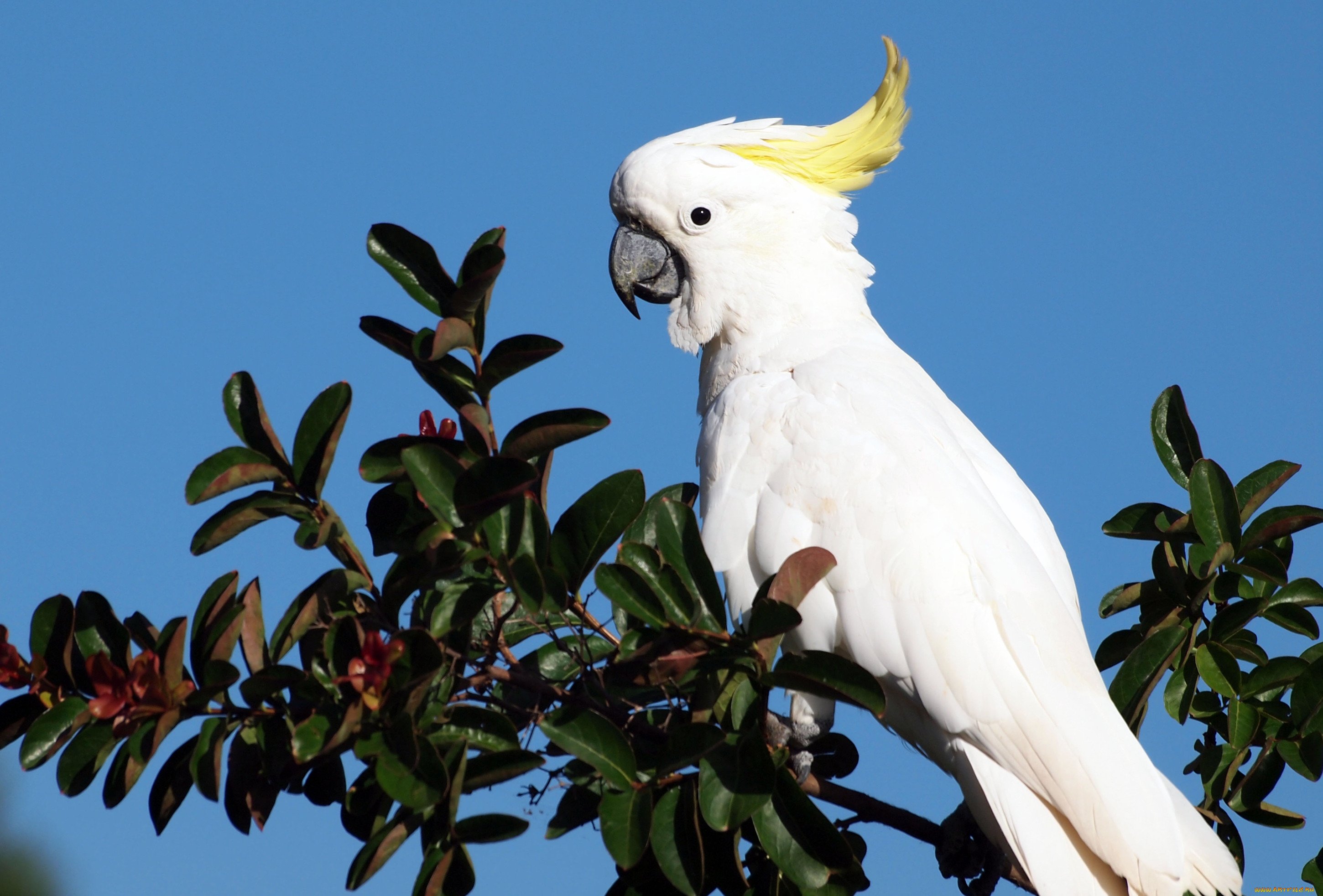 Какад. Попугай Какаду. Белый попугай Какаду. Австралийский попугай Какаду.