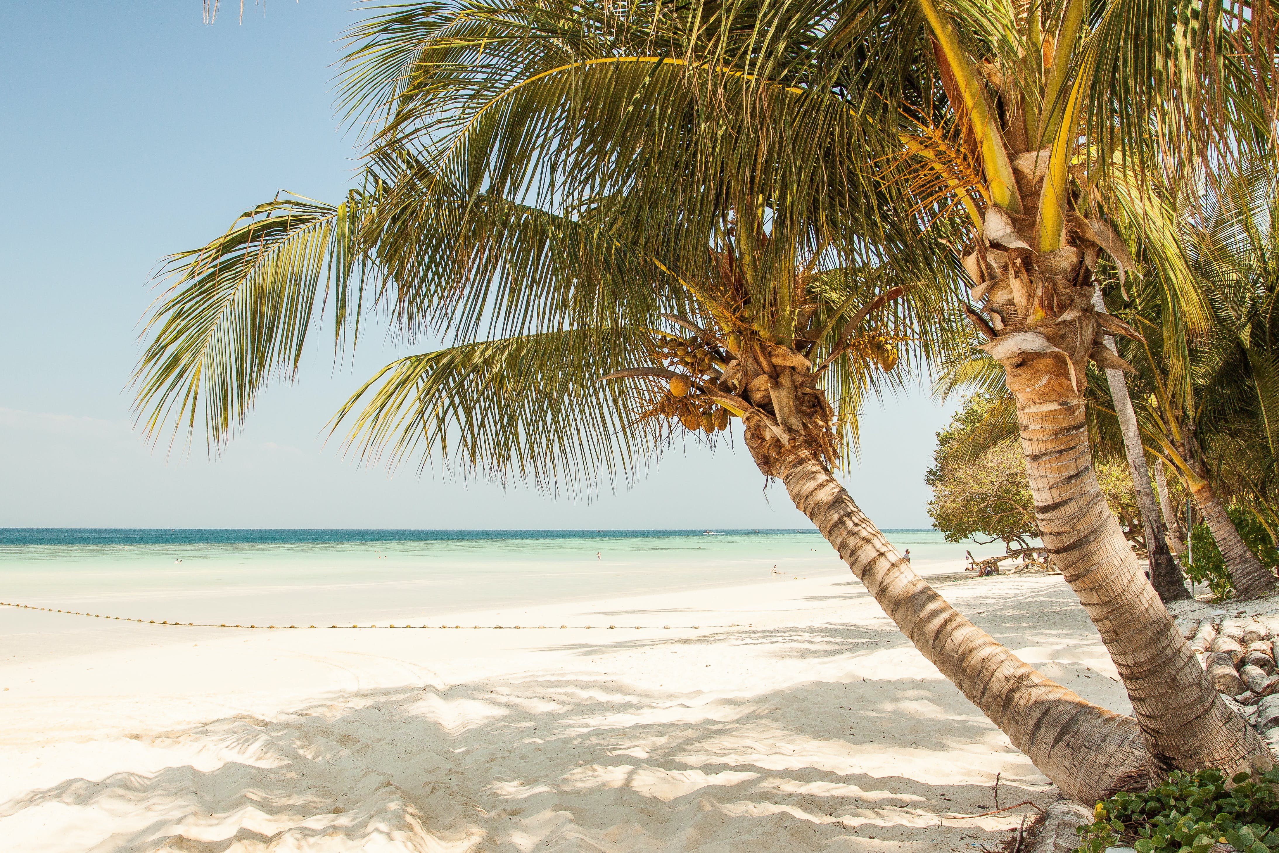 Beach tree. Тропикал Палмс Гоа. Кокосовые пальмы на Мальдивах. Побережье с пальмами. Море пальмы.
