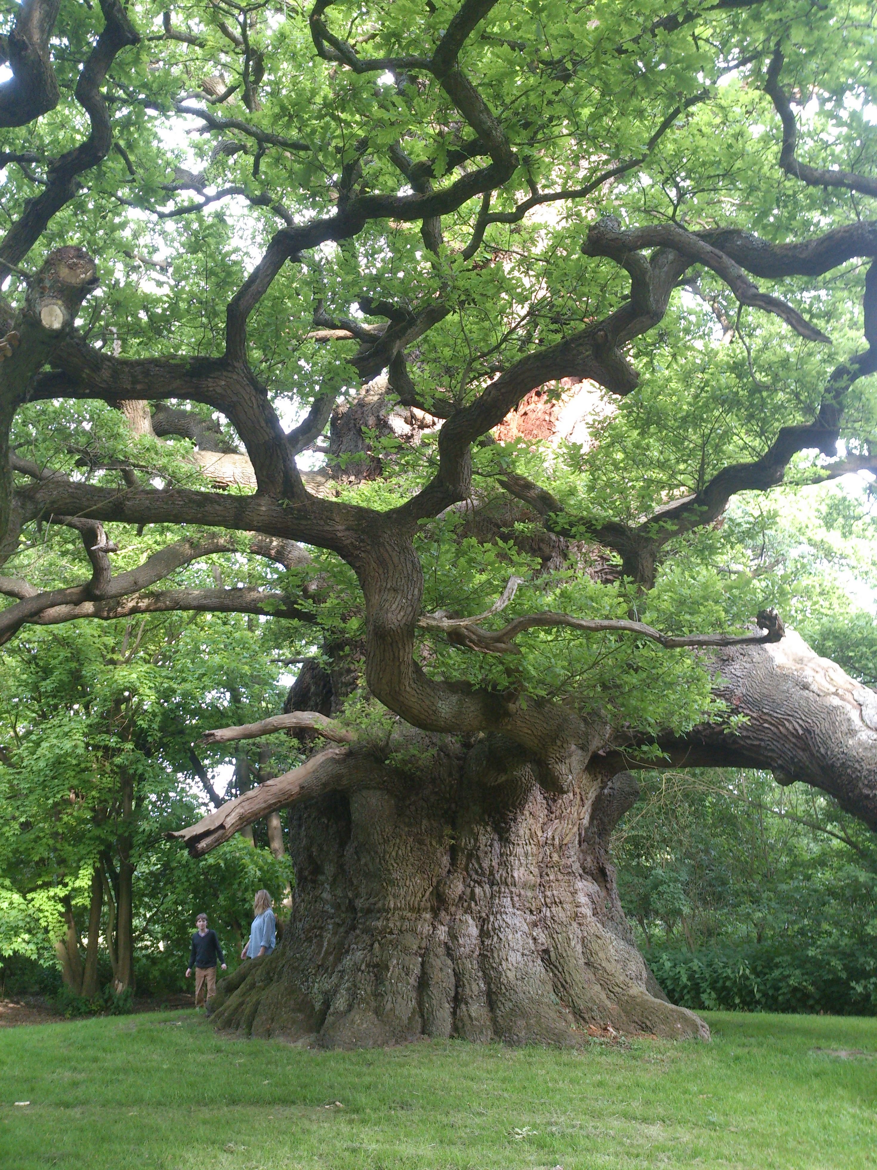 Красивое старое дерево. Дуб парк Фредвилл, Нонингтон, Великобритания. Вековой дуб Абхазия.
