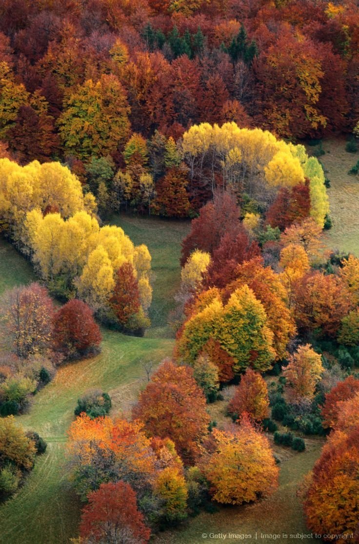Виды осеннего леса