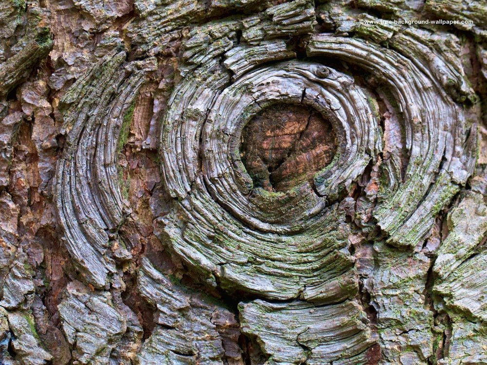 Кора старого дерева