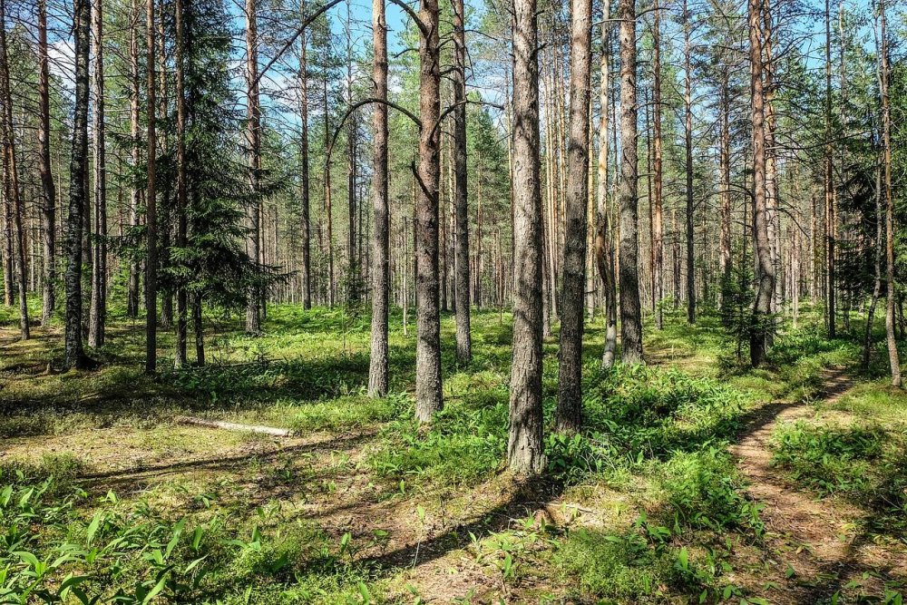 Природный парк Северный лес Воронеж