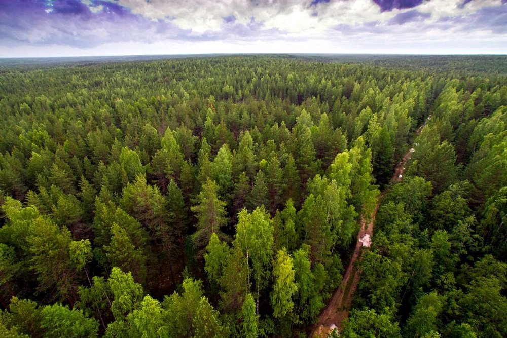 Лесные массивы Республики Коми