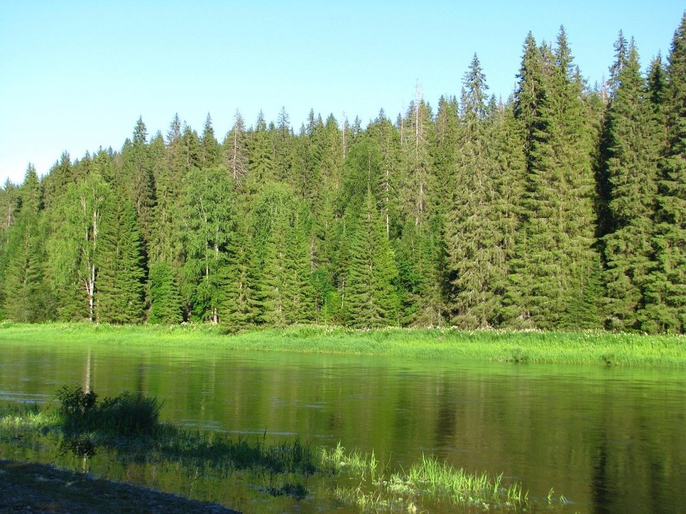 Хвойный лес Кировской области
