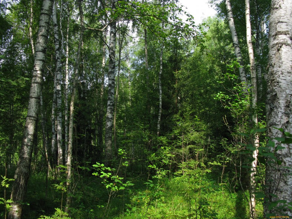Леса России летом
