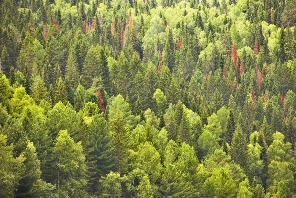 Смешанных хвойно-широколиственных лесов Ленинградской области