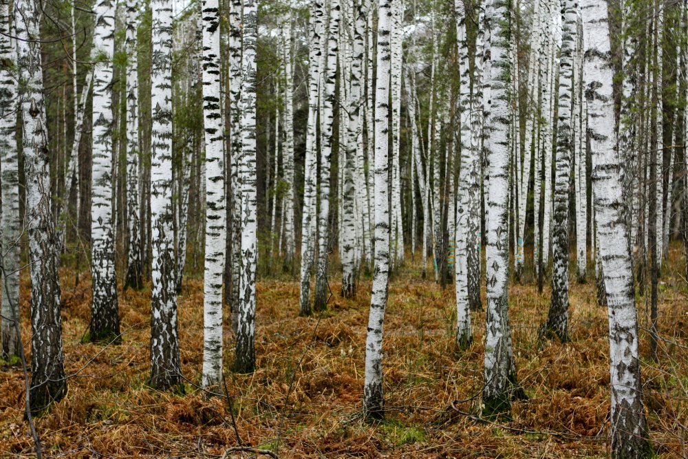 Березово-лиственничный лес