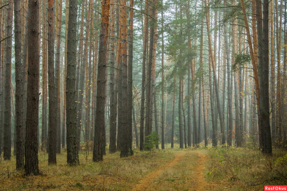 Русские леса