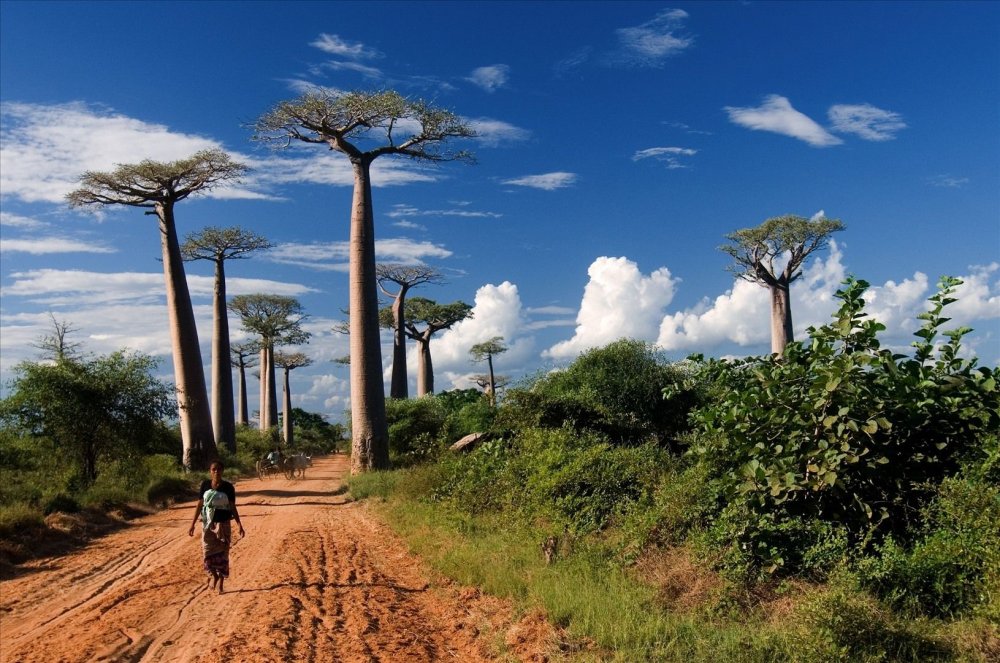 Баобабов острова Мадагаскар