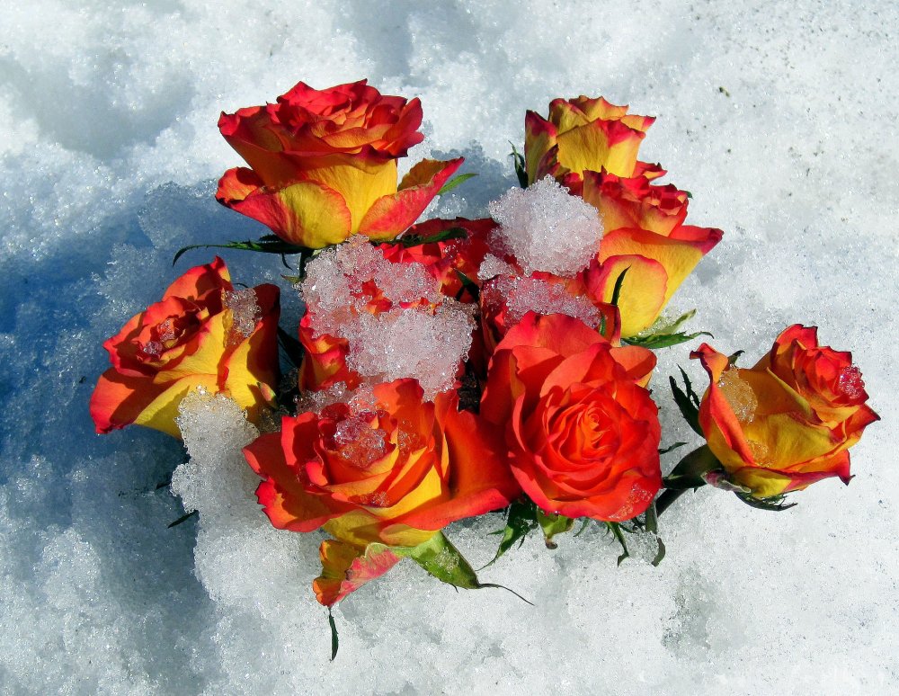 Оранжевая роза на снегу