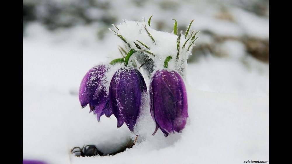 Сиреневые цветы на снегу