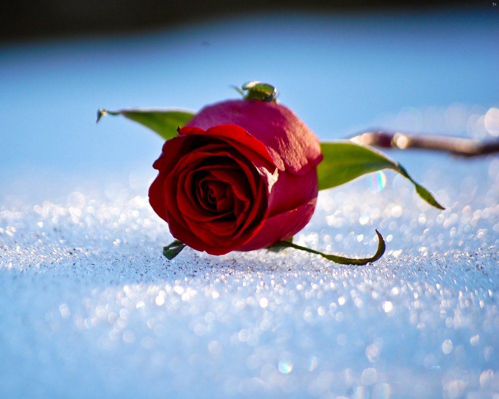 Розы на снегу