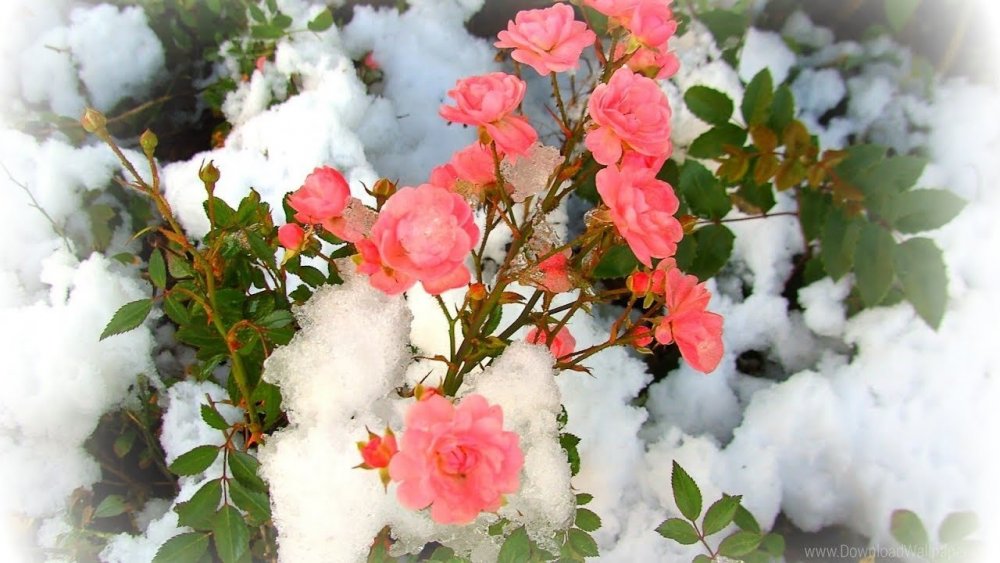 Розовые цветы зимой