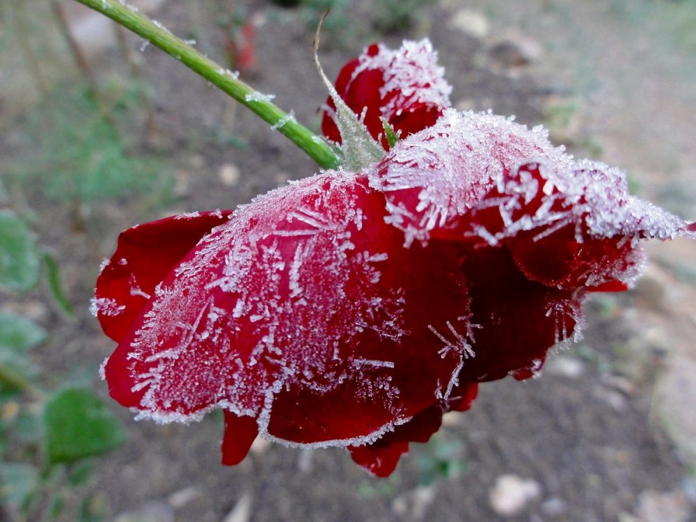 Красные цветы под снегом
