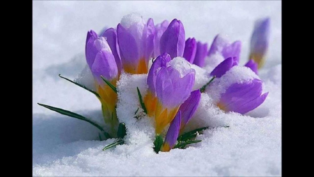 Первоцветы в снегу