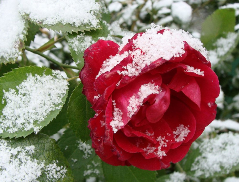 Розы под снегом