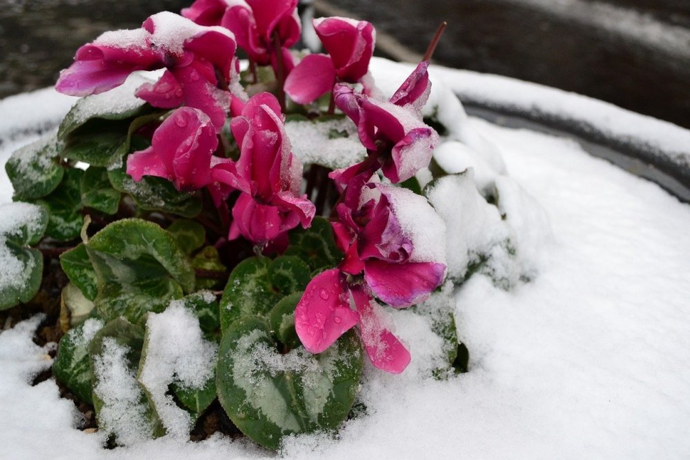 Красивые цветы в снегу