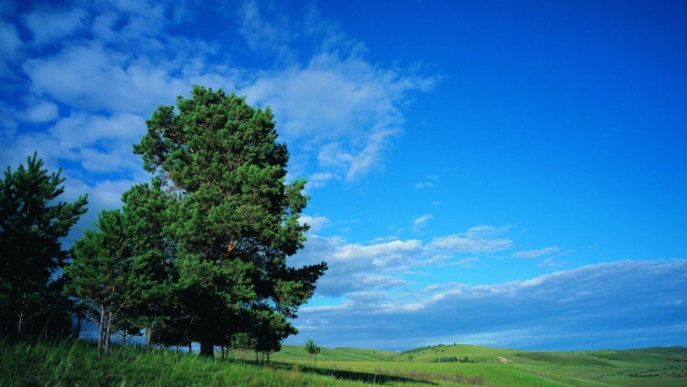 Дерево на фоне голубого неба