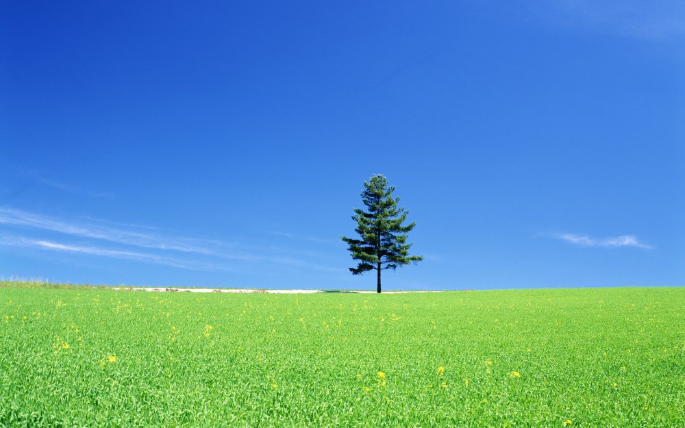 Зеленое поле и небо