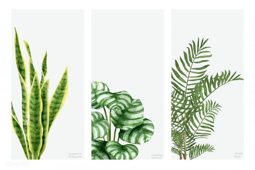 Постеры растения для печати