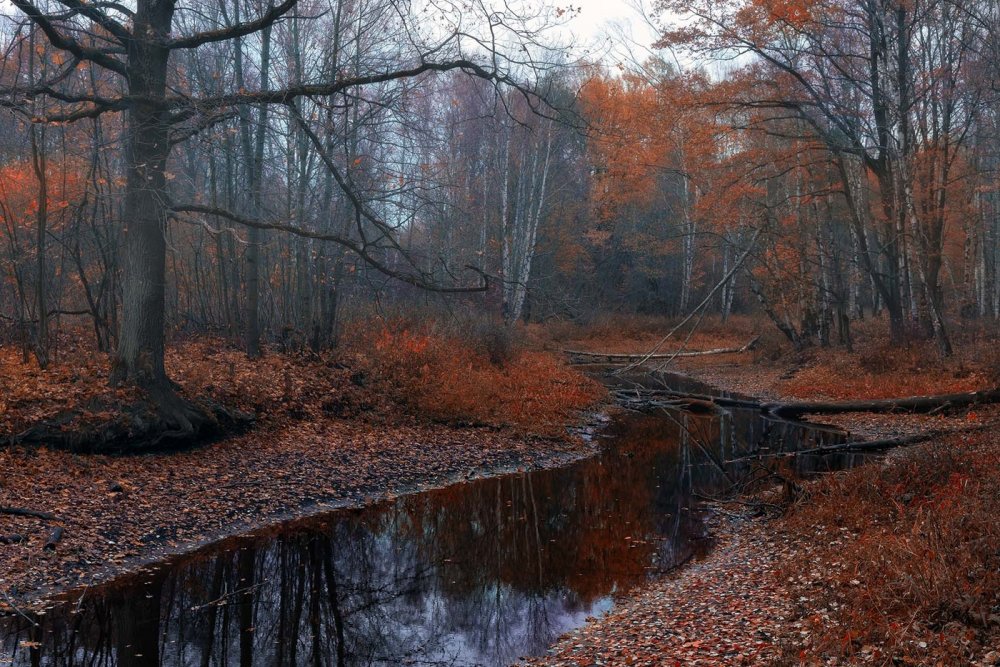 Дудергофский парк поздняя осень