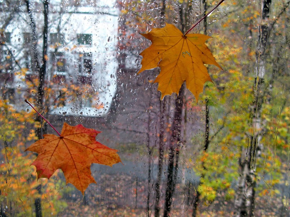 Осенний дождь и листопад