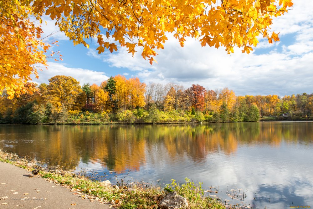 Золотая осень в лесу у озера
