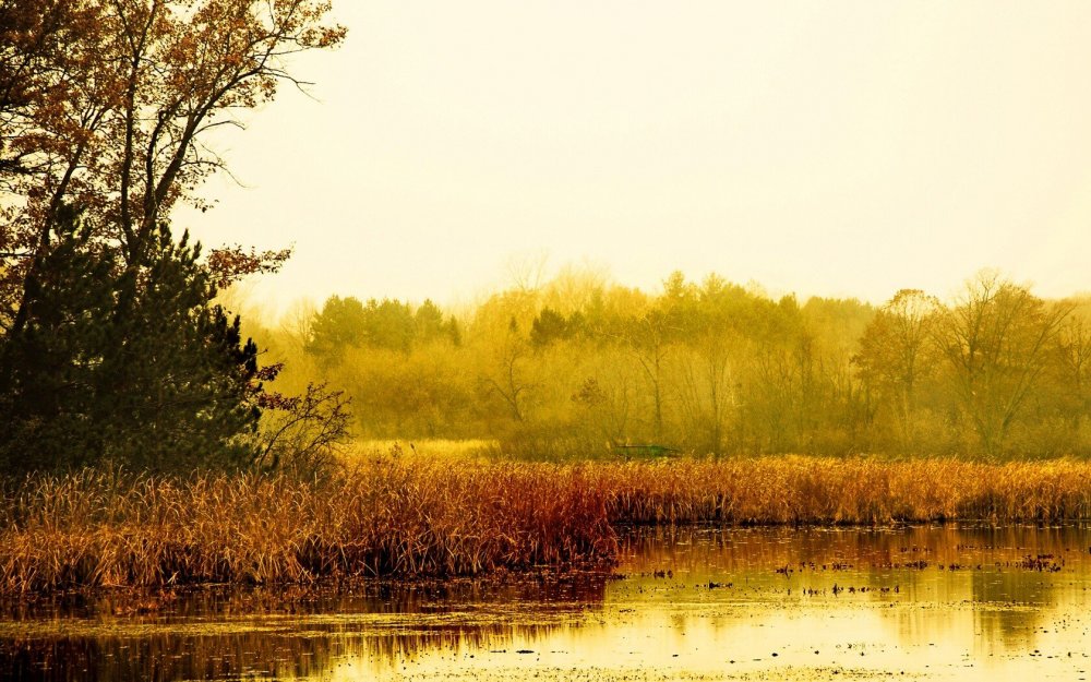 Фёдор Александрович Васильев болото в лесу. Осень