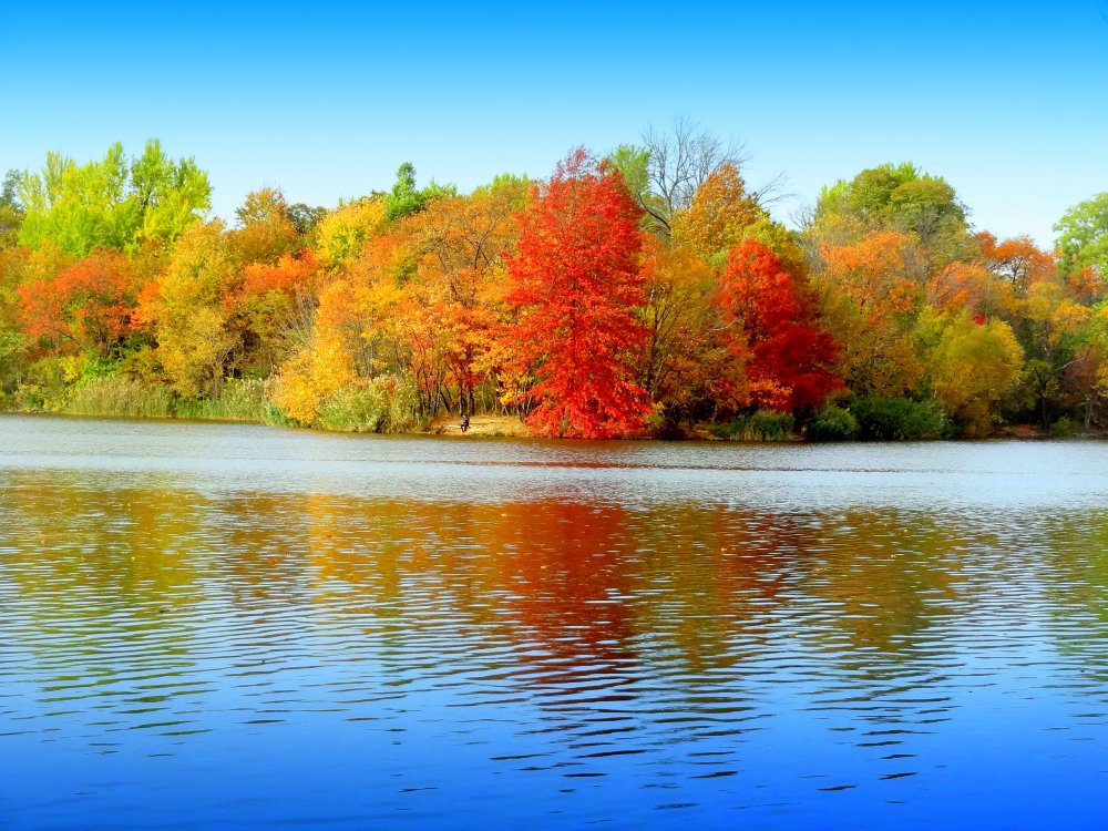 Озеро листья