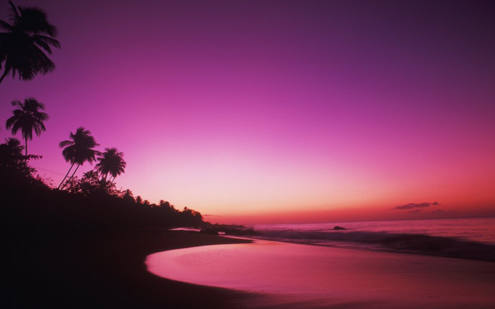 Розовый закат пальмы