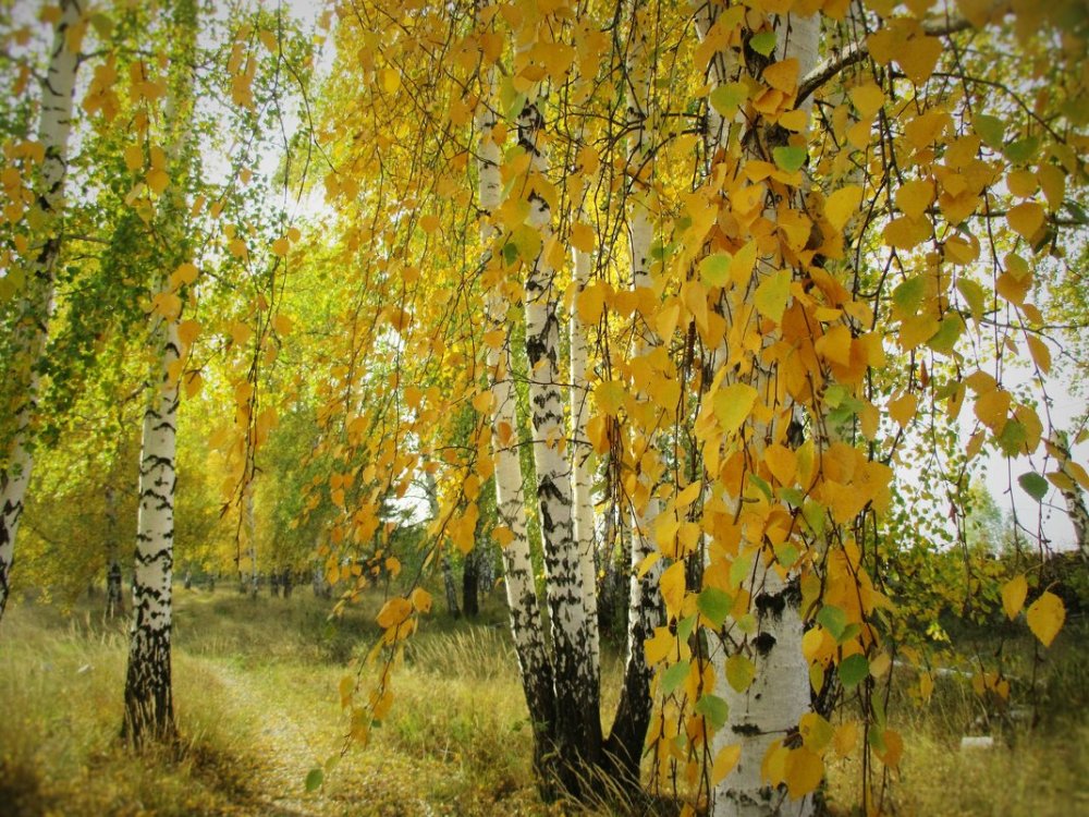 И. Левитан, «Золотая осень», «Березовая роща».