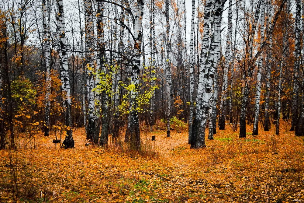 Алешкинский лес осень