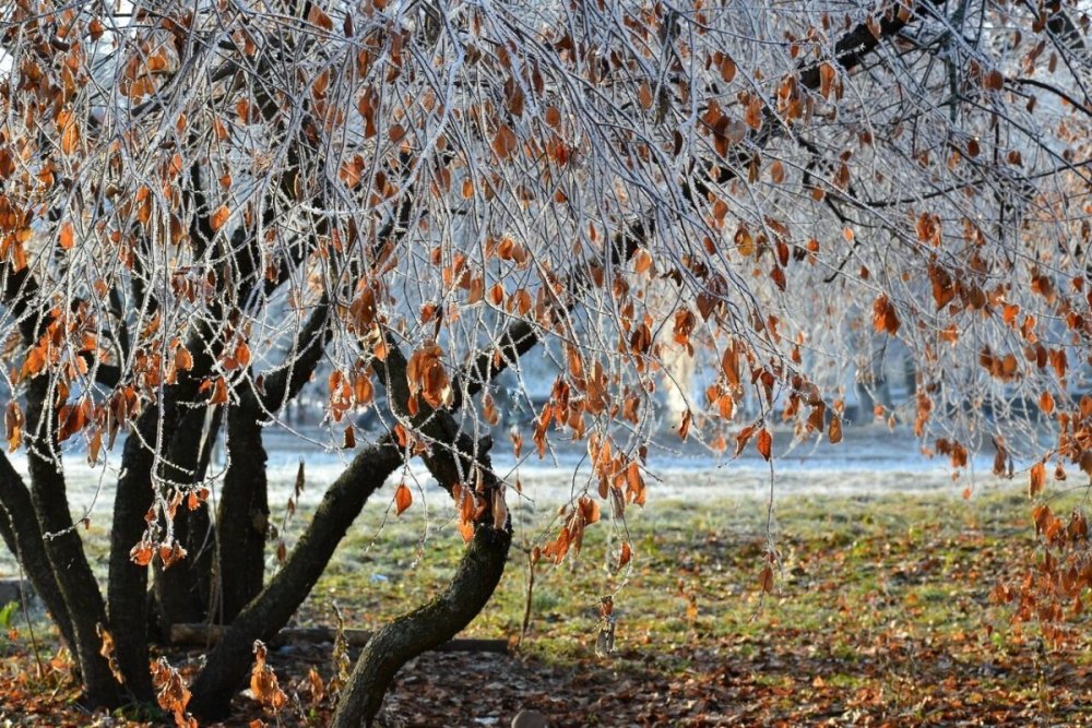 Деревья поздней осенью