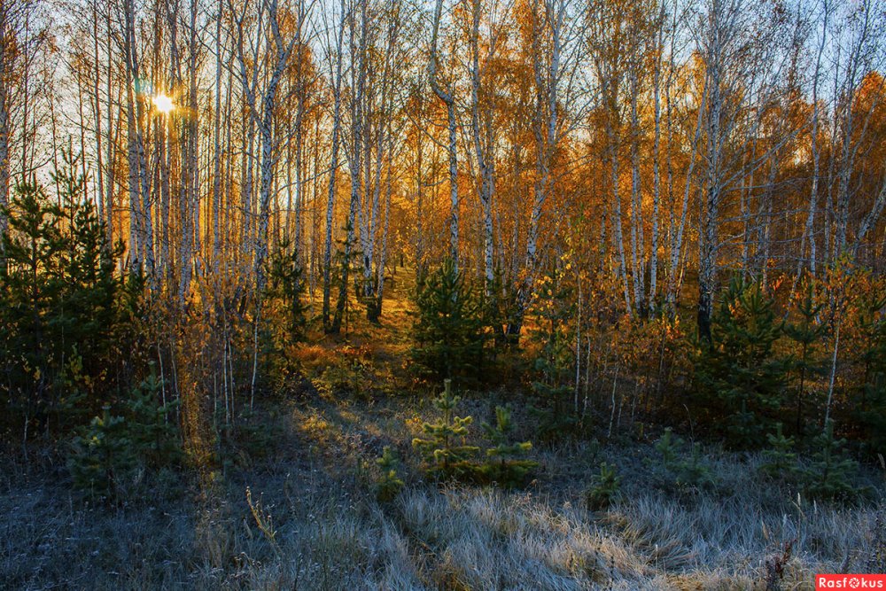 Ноябрьский лес