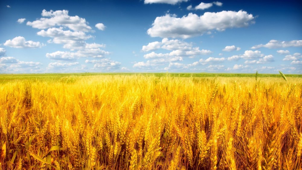 Желтые поля пшеницы