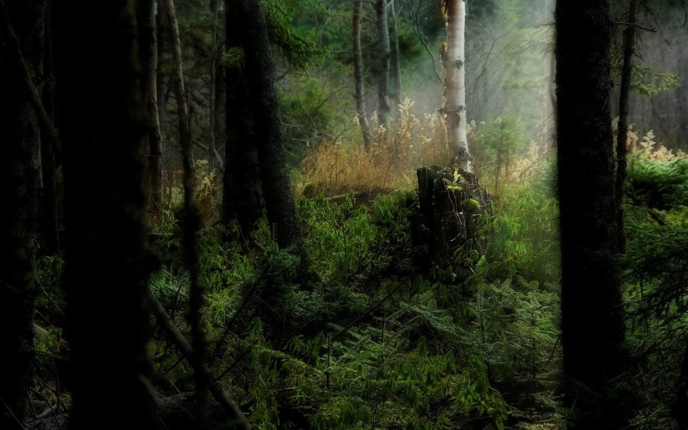 Дарк Форест густой лес