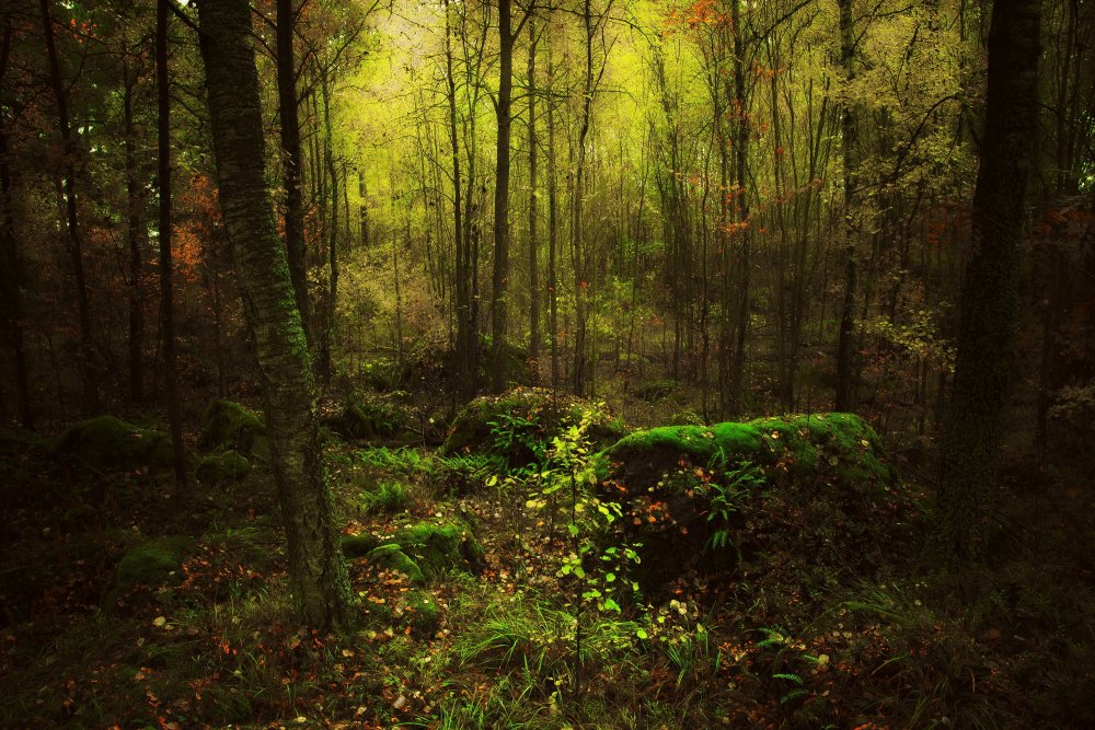 Чаща чащоба густой частый лес заросль