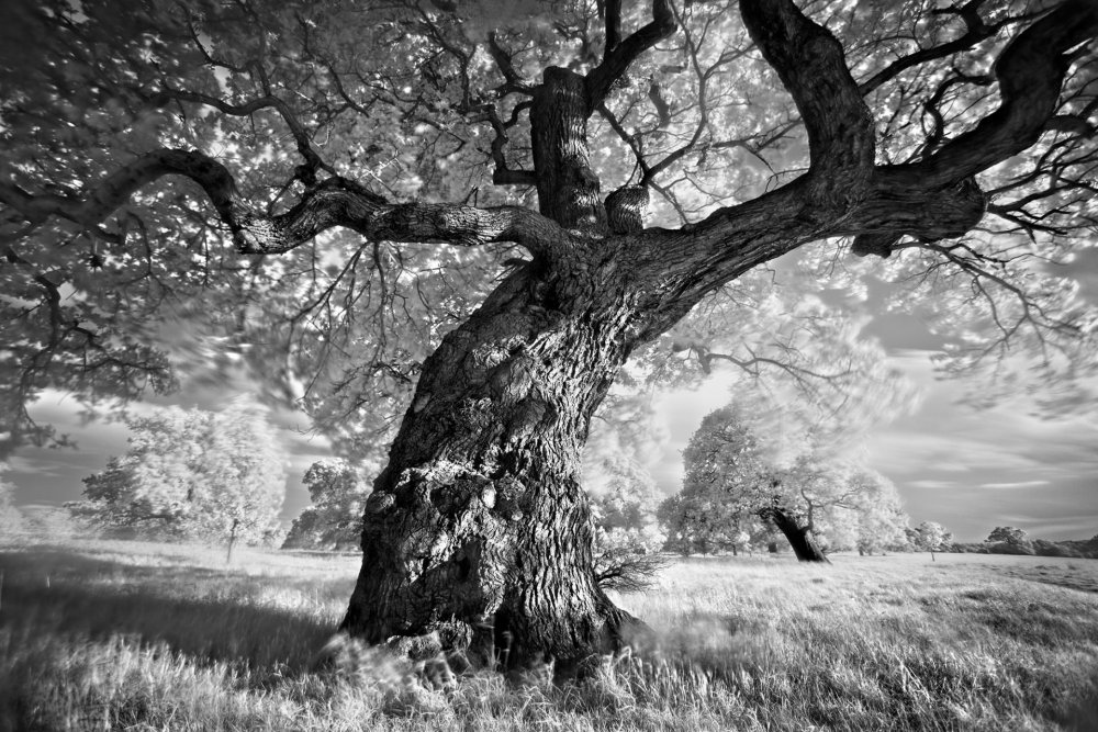 Старое дерево черно белое