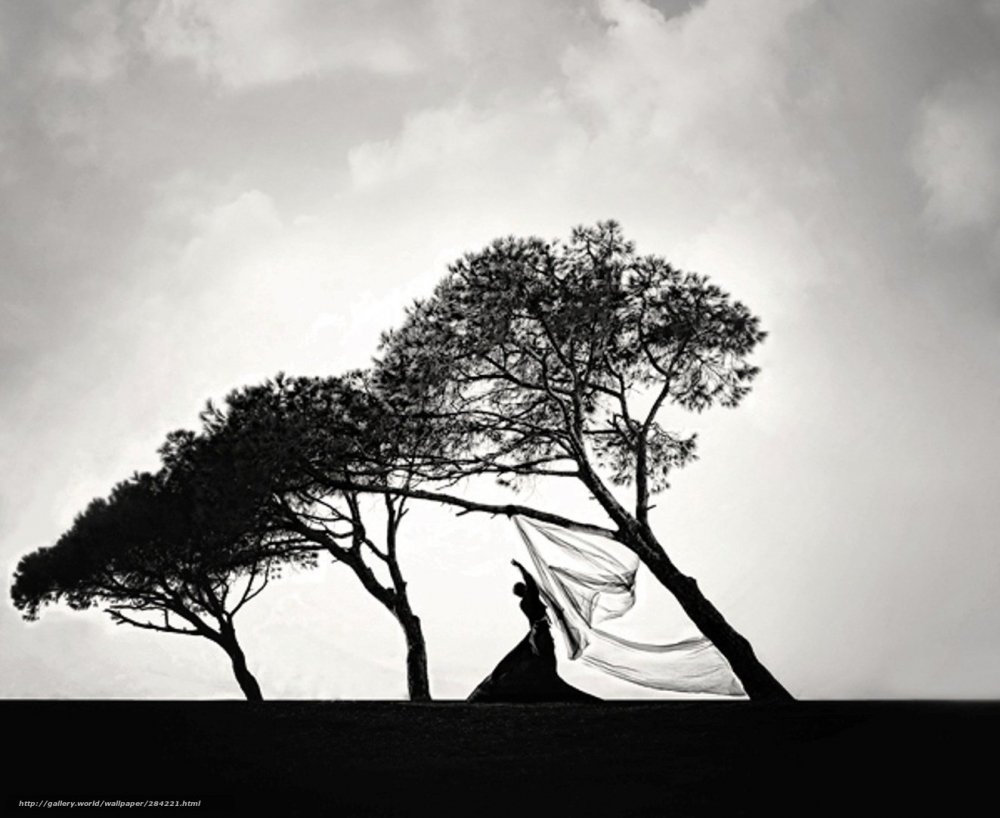 Картина черно белая дерево