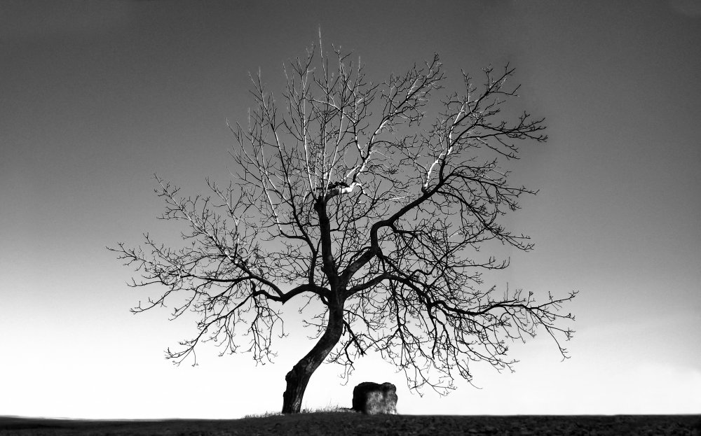Одиночество дерево