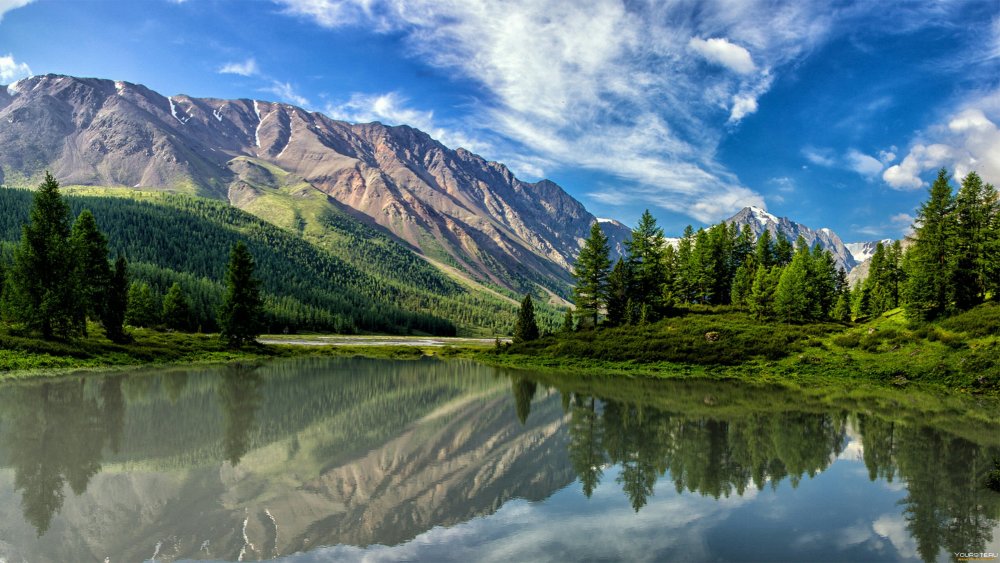 Лес горы Алтай
