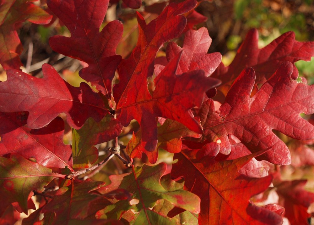 Дуб черешчатый с красными листьями