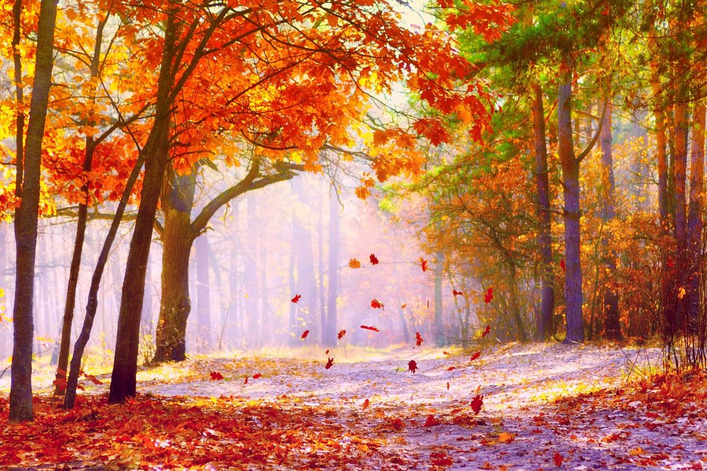 Осень листопад