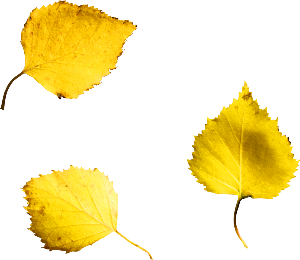 Лист березы желтый