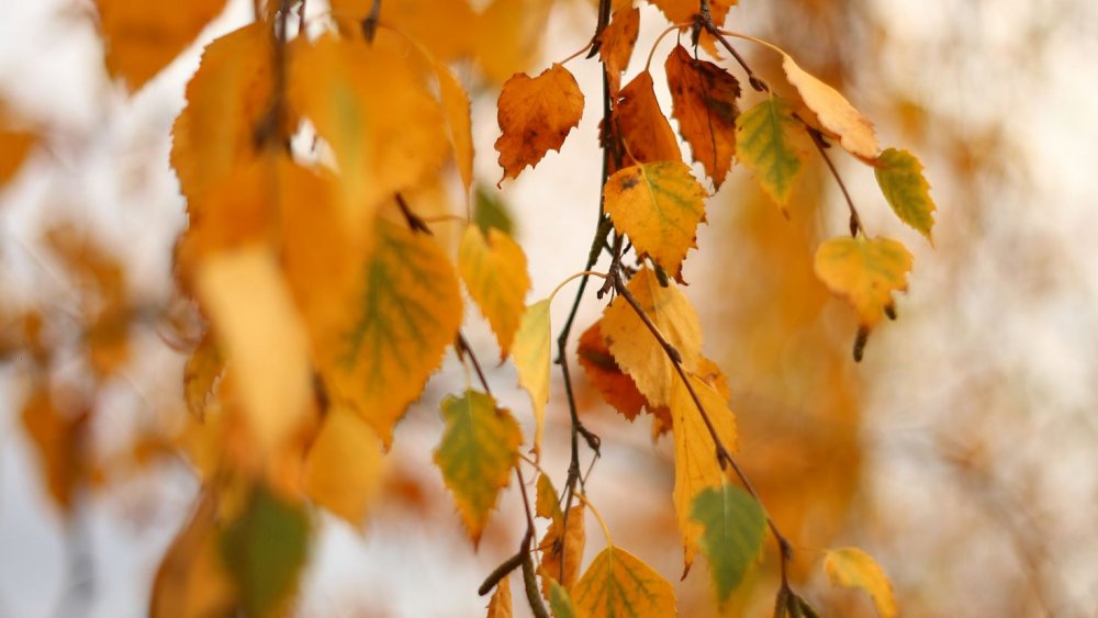 День желтых листьев 24 октября