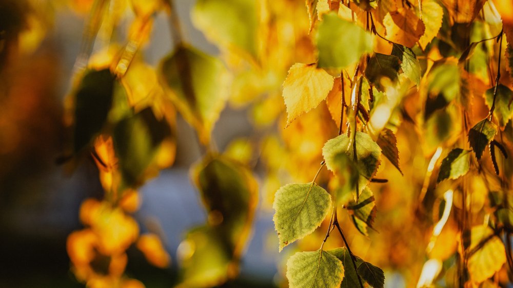 Осенние листья березы