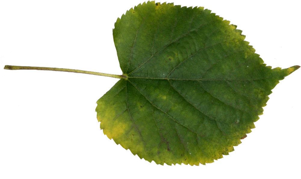 Лист березы и лист осины