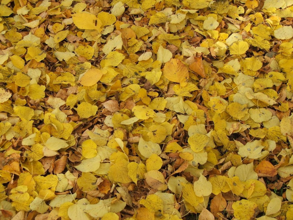 Листья куча